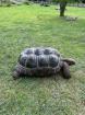 Aldabra Riesenschildkröten