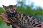 Bengal Kitten mit Stammbaum und Zuchtfreigabe