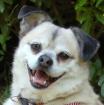 Fitz - männlich 10 Jahre 38 cm 11 kg Mops-Mix Gechipt Kastriert