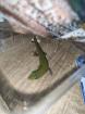 Goldstaub Taggecko - Phelsuma laticauda