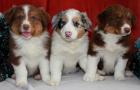 3 Australian Shepherd Deckrüde...