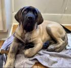 Englische Mastiff - Welpen - aus liebevoller Familienaufzucht