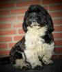 Shih-Tzu-Rüde,1,5 Jahre in liebe Hände