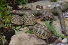 Griechische Landschildkröten Nachzucht aus 2024 CITES-Zertifikat vorhanden