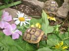 Maurische Landschildkröten testudo graeca ibera 2024 2024 Nachzuchten Landschild