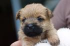 Cairn Terrier Welpen