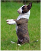 Bullterrier welpen,  sehr, sehr klein, 12 Wochen, Jahresimpfung, CHIP, EU-Impfpa