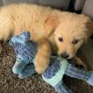 Golden Retriever Welpen