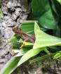 Jungtiere Anolis cristatellus