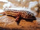 3 Leopardengeckos inkl. Terrarium und Zubehör