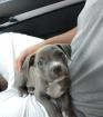 Amstaff Welpen blueliner