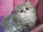 Bezaubernde Perserkater blue golden tabby 8,5 Wochen alt mit Stammbaum super ver