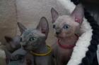 4  liebevoll Sphynx kätzchen