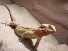 Bartagame Red Fire weiblich ca.6 Jahre alt