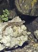Buntes Maskenleguan -Weibchen sucht ein neues Zuhause