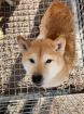 Kiwaki - Shiba Inu Mischling - freundlich, verträglich