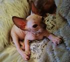 Reinrassige Sphynxbabys