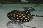 Rochen Leopoldirochen Potamotrygon Leopoldi Black Diamond