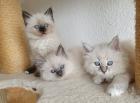3 Heilige Birma Kitten Katze Abholbereit