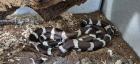 Kalifornische Kettennatter Lampropeltis Gettula Californae inklusive Terrarium