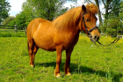 Shetlantpony Stute  Leni