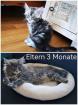 Hübsche Maine Coon Kitten reinrassig 3 Kater 3 Katzen black silver tabby 5 Woche