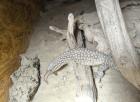 Varanus acanthurus (Stachelschwanzwaran)