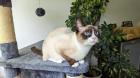 Snowshoe Dame sucht Liebesleben