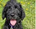 Labradoodle Welpen F1b Verpaarung