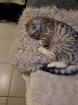 Bkh Kater silver black tabby ( whiskas) 