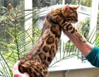 Wunderschöne Bengalkitten aus exklusiver Hobbyzucht