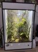 Panther Chamaeleon incl Terrarium und Technik