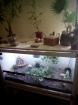 Terrarium mit Leopard Geckos