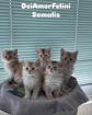 Somali Kitten in silber