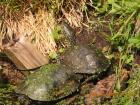 Suche ein adultes Sumpfschildkröten Männchen - Emys orbicularis - europäische Su