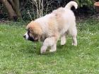 Leonberger Welpe