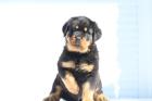 Rottweiler-Welpen, treue wachsame Familienhunde