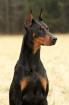 Dobermann Welpen 