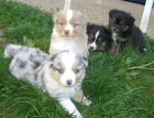 Tolle Australian Shepherd Welpen (Minis)