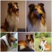 Schöner Langhaarcollie Rüde sucht neues zu Hause