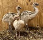 Dromaius novaehollandiae (Emu)