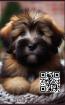 Briard Notizbuch, Buch: Das perfekte Geschenk für Hunde Liebhaber & Fans, Heft m