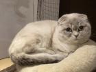 Junge Scottish Fold Katze in bluepoint