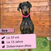 Ibra (w), Bobermann, 1,5 Jahre, 57 cm, Slowakei