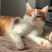 LINO - männlich  2 Jahre  europäische Kurzhaarkatze  Gechipt  Kastriert