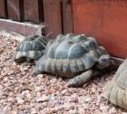 Griechische und maurische Landschildkröte mit Papieren (beide männlich) in gute 