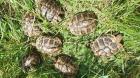 Landschildkröten  Testudo hermanni 