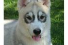 Sibirian Husky Welpen Reinrassig