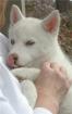 Stark und gesunde Siberian Husky Welpen