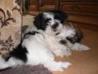 Shih Tzu Welpen